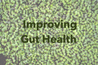 Improving Gut Health